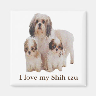 Shih-tsu Magnet
