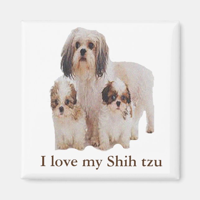 Shih-tsu Magnet (Front)