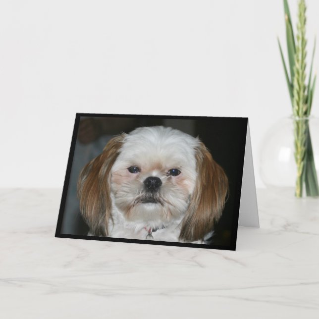 Shih Tzu Better Get Well Soon! Card (Front)