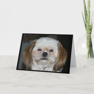Shih Tzu Better Have A Happy Anniversary! Card