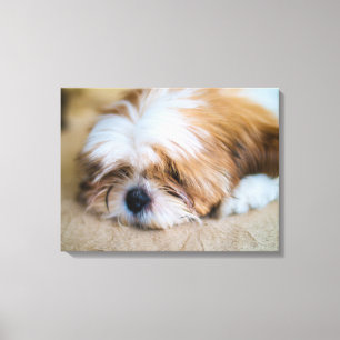 Shih Tzu Canvas Print