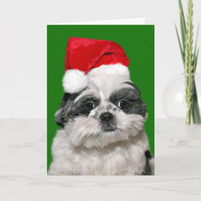 Shih Tzu Christmas Holiday Card (Front)