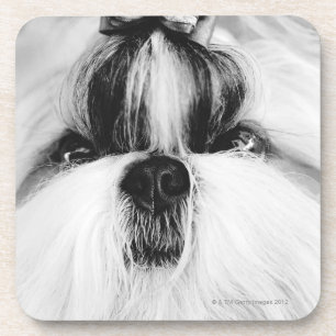 Shih Tzu Coaster