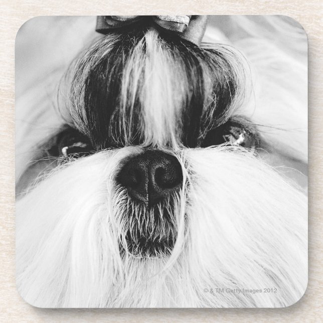 Shih Tzu Coaster (Front)
