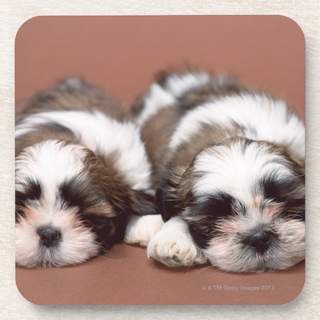 Shih Tzu Coaster (Front)
