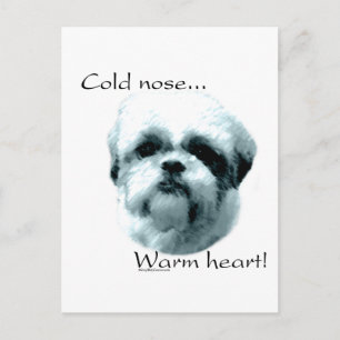 Shih Tzu Cold Nose Warm Heart Postcard