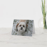 Shih-Tzu Cute Adorable Dog Holiday Christmas