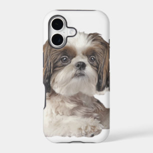 Shih Tzu Cuteness