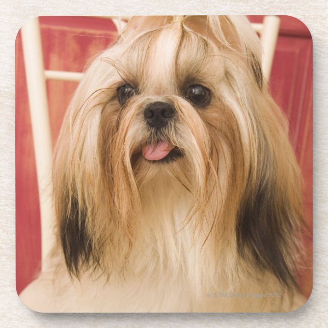 Shih-tzu dog coaster (Front)