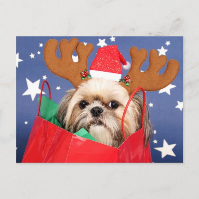 Shih Tzu dog in a red shopping bag Postcard (Front)