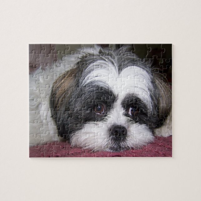Shih Tzu Dog Jigsaw Puzzle (Horizontal)