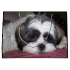 Shih Tzu Dog