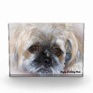 Shih Tzu Dog Photo Block