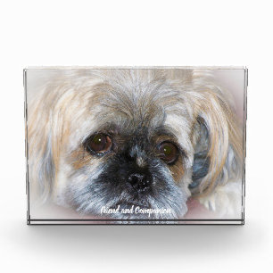 Shih Tzu Dog. Photo Block