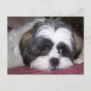 Shih Tzu Dog Postcard