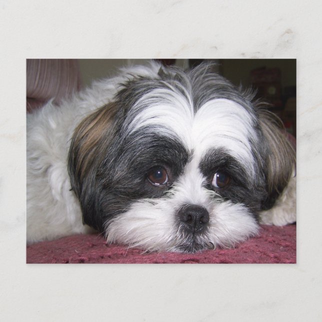 Shih Tzu Dog Postcard (Front)