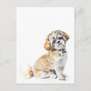 Shih Tzu Dog Postcard
