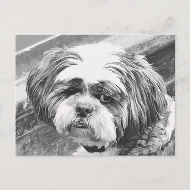 SHIH TZU DOG POSTCARD (Front)