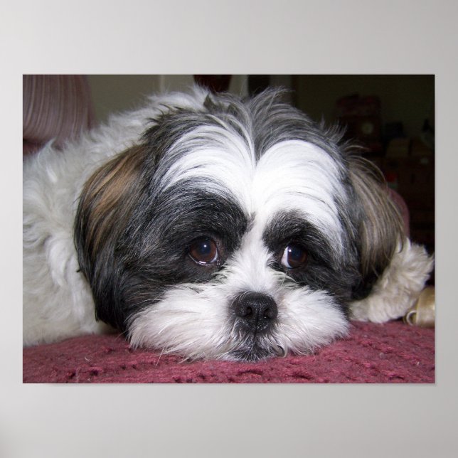 Shih Tzu Dog Poster (Front)
