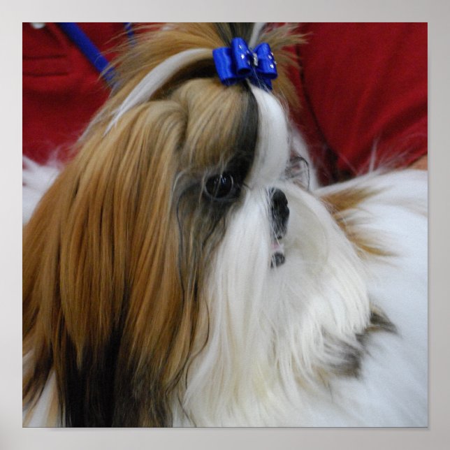 Shih Tzu Dog Poster (Front)