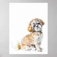 Shih Tzu Dog Poster/Print