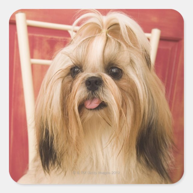 Shih-tzu dog square sticker (Front)