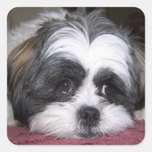 Shih Tzu Dog Square Sticker