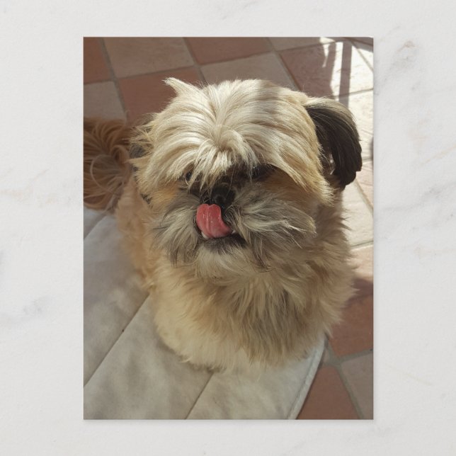 Shih Tzu dog view postcard (Front)