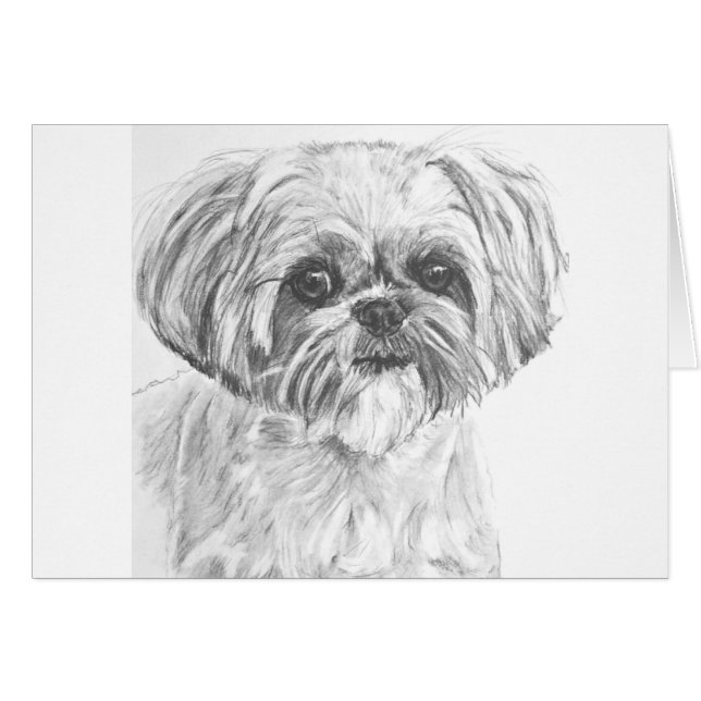Shih Tzu Drawing (Front Horizontal)