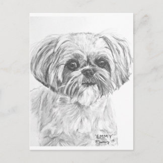 Shih Tzu Drawing Postcard