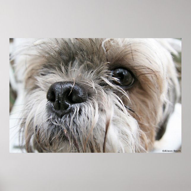 Shih Tzu Face Poster (Front)