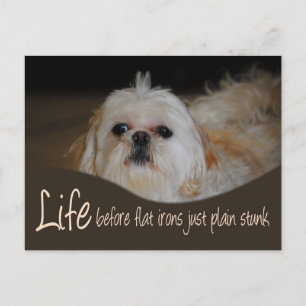 Shih Tzu Flat Iron Hair Humour Postcard