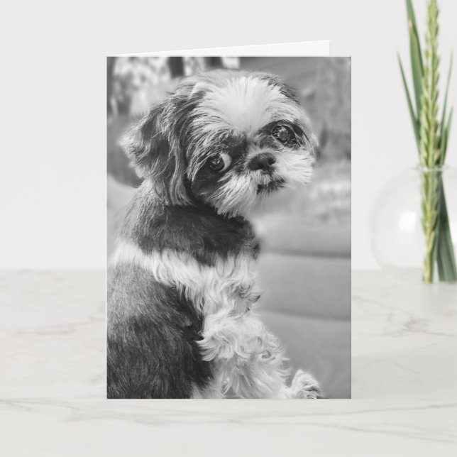 Shih Tzu Girl Black and White Greeting Card (Front)