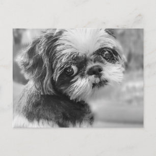 Shih Tzu Girl Black and White  PostCard