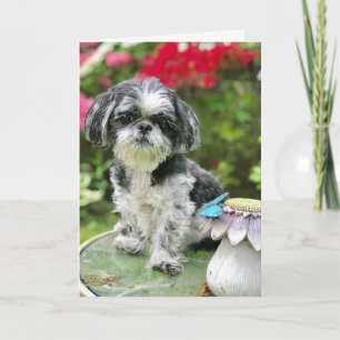 Shih Tzu Girl Blank Greeting Card
