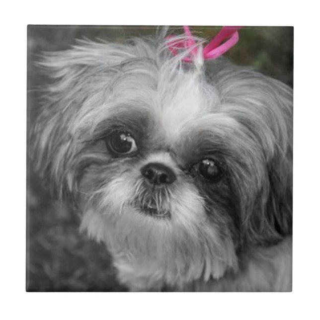 Shih Tzu Girl Ceramic Tile (Front)