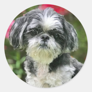 Shih Tzu Girl Stickers