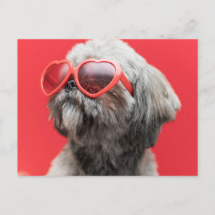 Shih Tzu Greetings Postcard