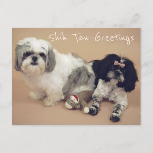 Shih Tzu Greetings Postcard