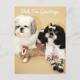 Shih Tzu Greetings Postcard