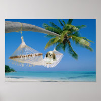 Shih Tzu Hanging Out Poster