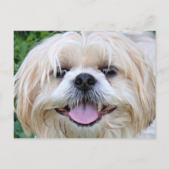 Shih Tzu Happy Face! Postcard (Front)