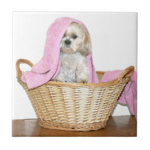 Shih Tzu in laundry basket Tile
