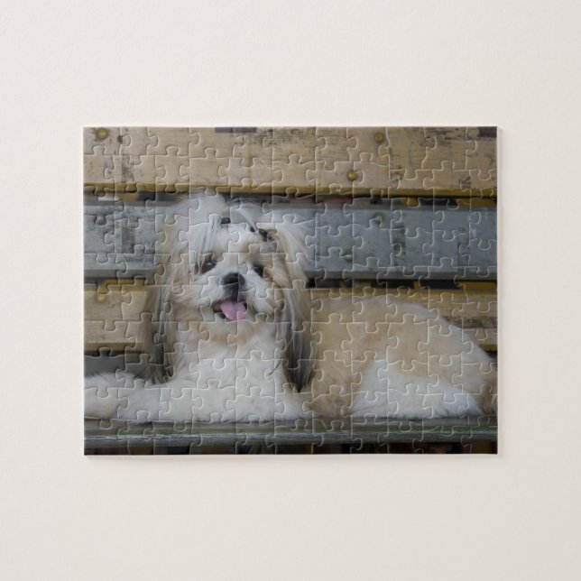 Shih Tzu Jigsaw Puzzle (Horizontal)