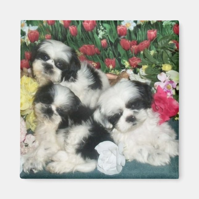Shih Tzu Magnet (Front)