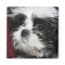 Shih Tzu Magnet