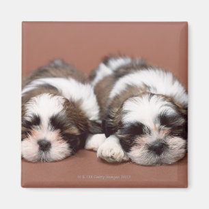 Shih Tzu Magnet