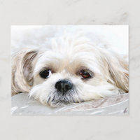 Shih Tzu miss you postcard