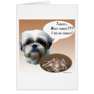 Shih Tzu (natural) Turkey
