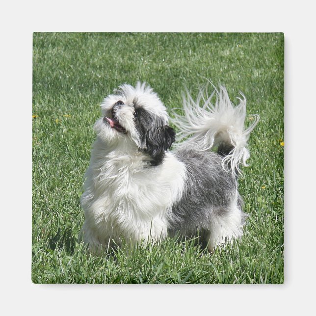 shih tzu playing magnet (Front)